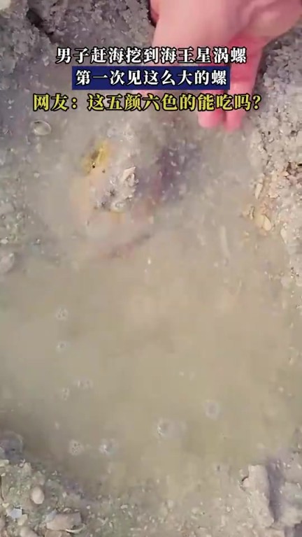 男子赶海挖到海王星涡螺，第一次见这么大的螺