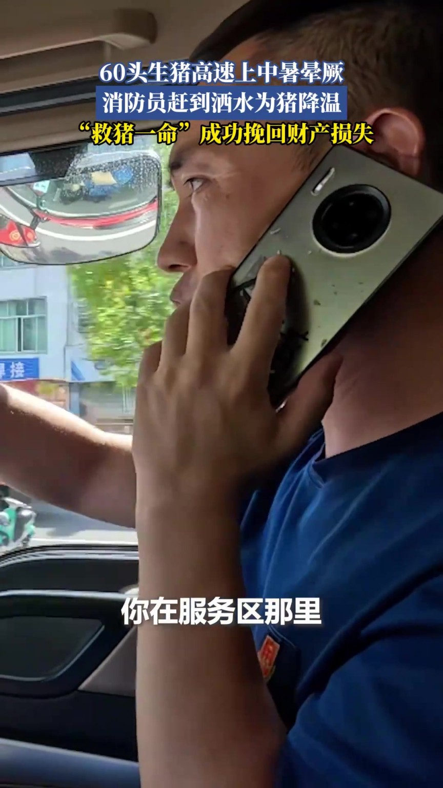 60头生猪高速上中暑晕厥，消防员赶到洒水为猪降温