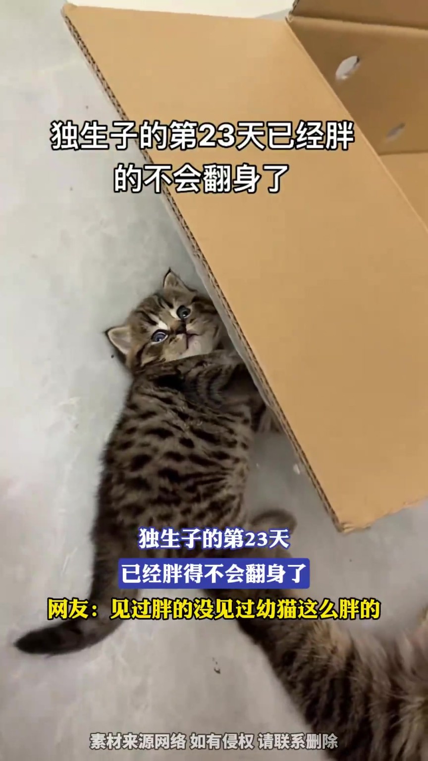 独生子的第23天，已经胖得不会翻身了