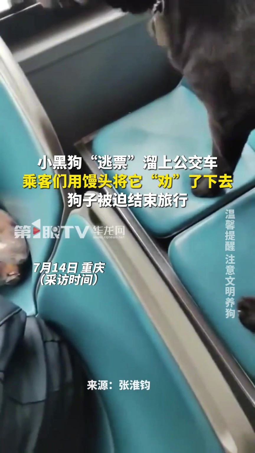 小黑狗“逃票”溜上公交车，乘客们用馒头将它“劝”了下去