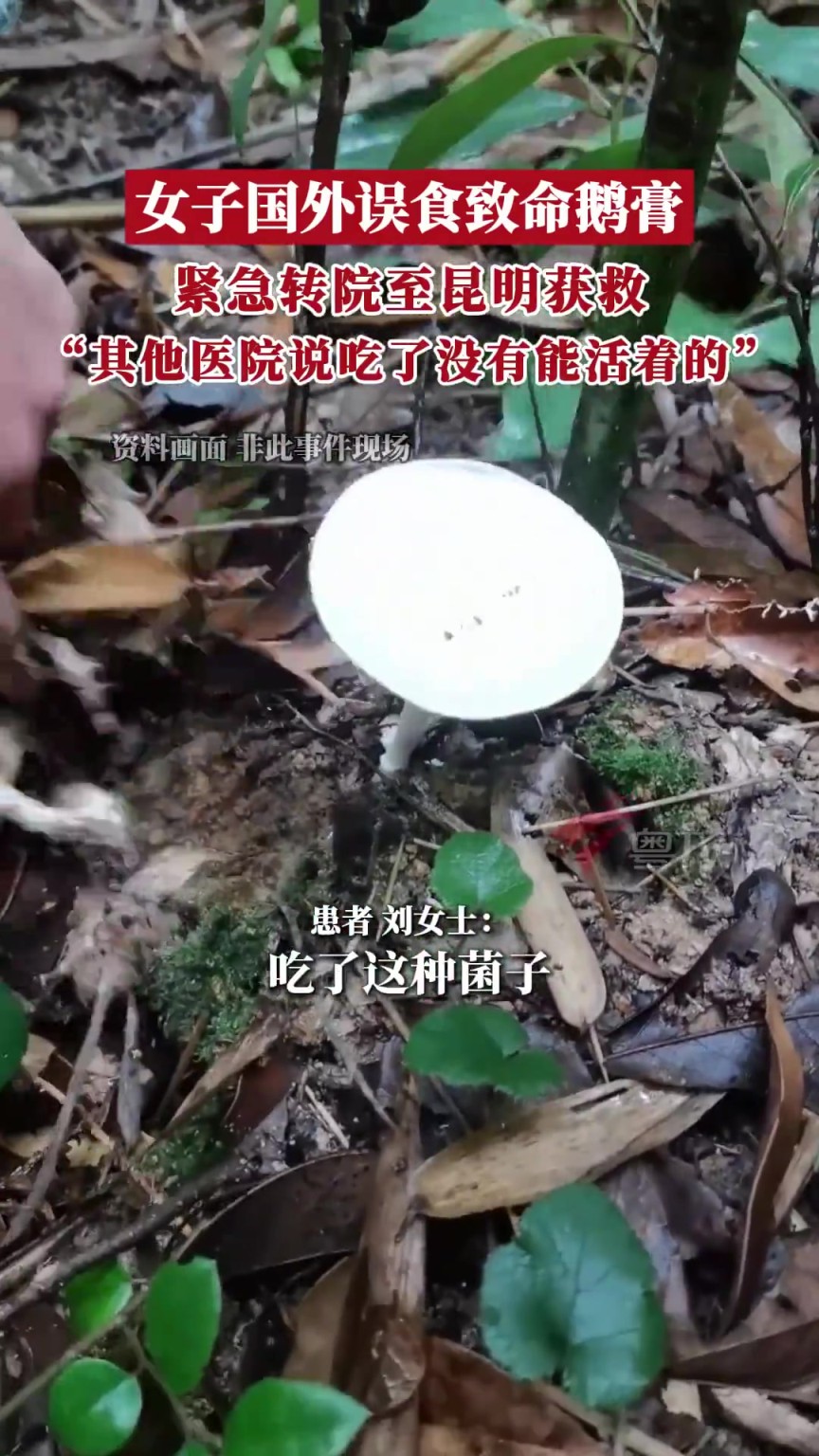 “吃了没有能活着的”，女子国外误食致命鹅膏，转院至昆明获救