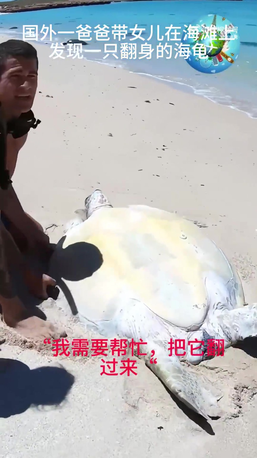 外洋爸爸带父儿正在海滩救帮翻身海龟
