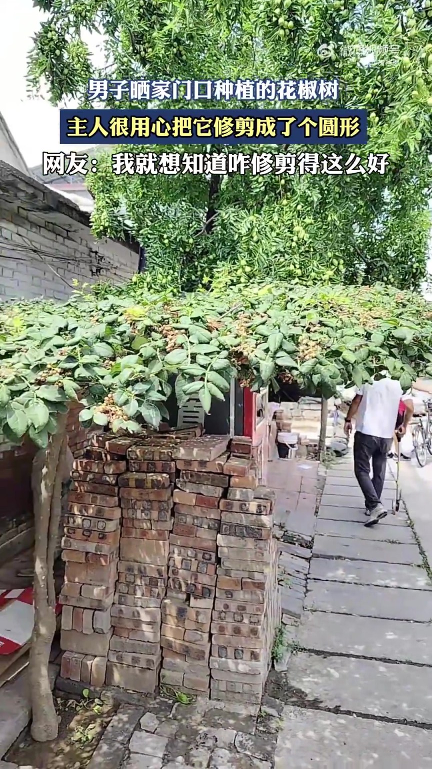 男子晒家门口种植的花椒树，主人很用心把它修剪成了个圆形