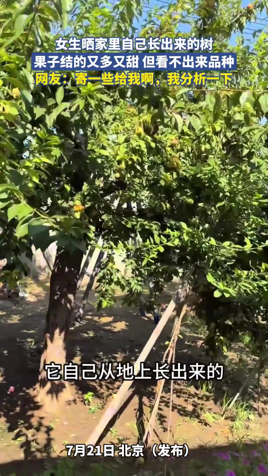 女生晒家里自己长出来的树，果子结得又多又甜 但看不出来品种