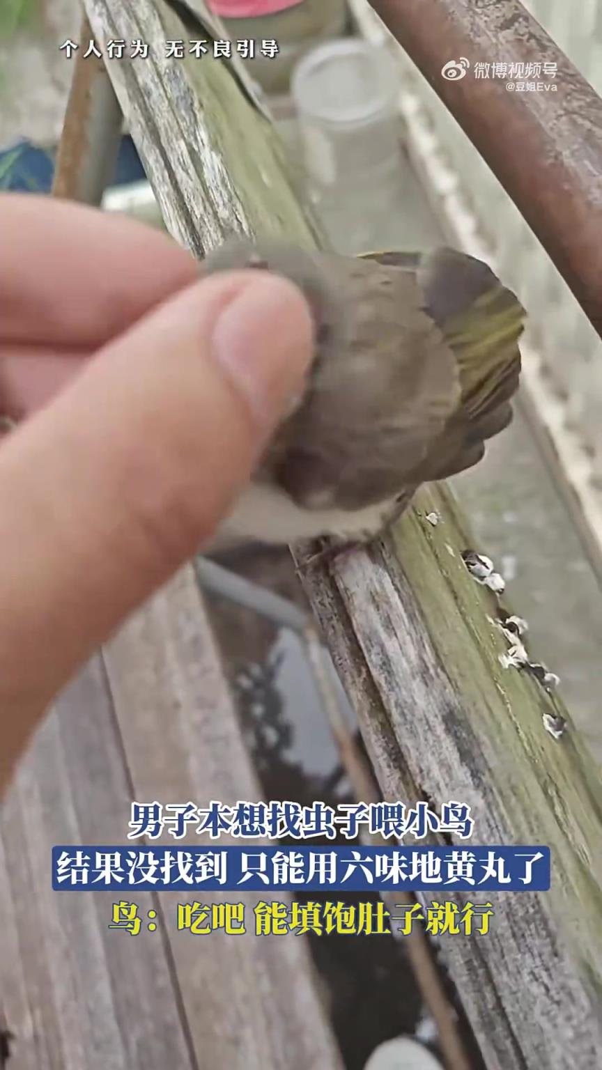 男子找虫喂小鸟未果！用六味地黄丸代替？