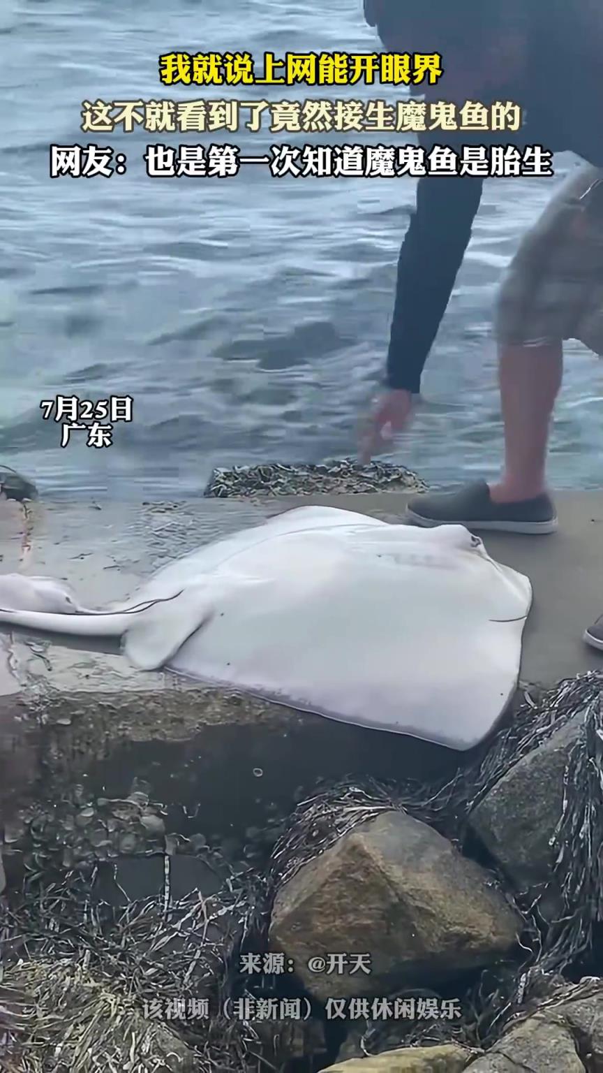 我就说上网能开眼界，这不就看到了接生魔鬼鱼的！