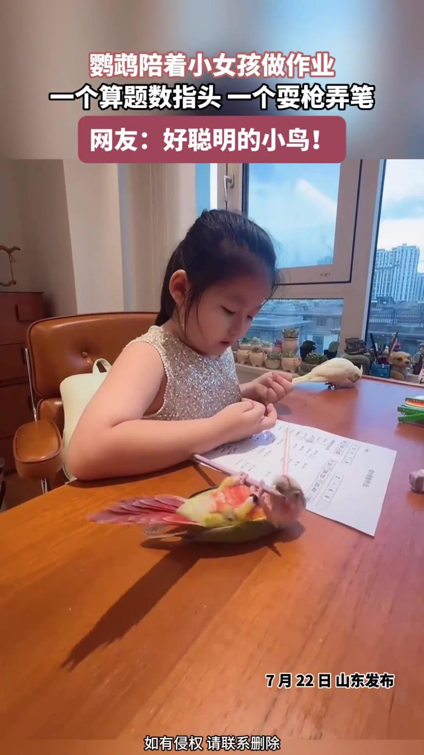 鹦鹉陪着小女孩做作业，一个算题数指头，一个耍枪弄笔！