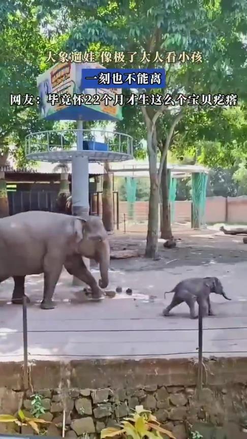 大象遛娃，像极了大人看小孩，一刻也不能离！