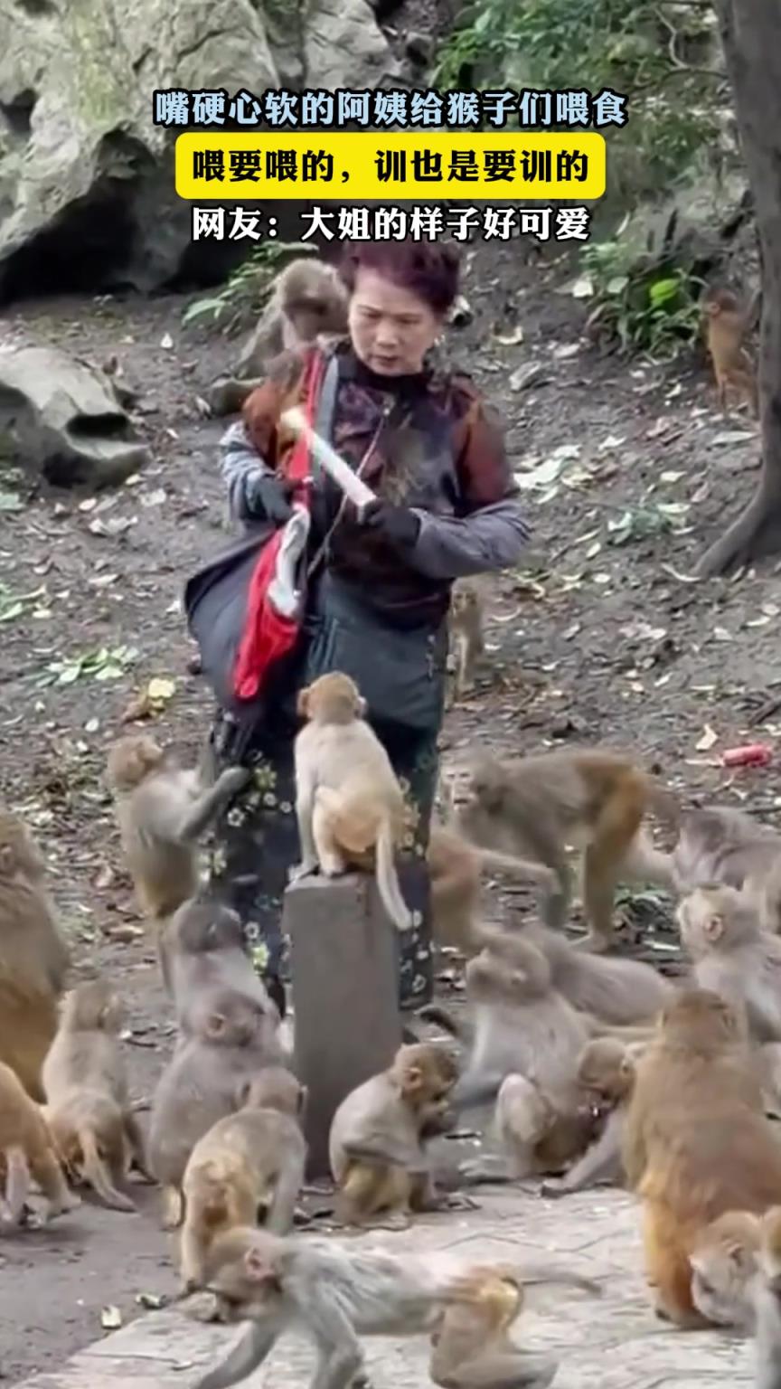 嘴硬心软的阿姨给猴子们喂食,喂要喂的,训也是要训的
