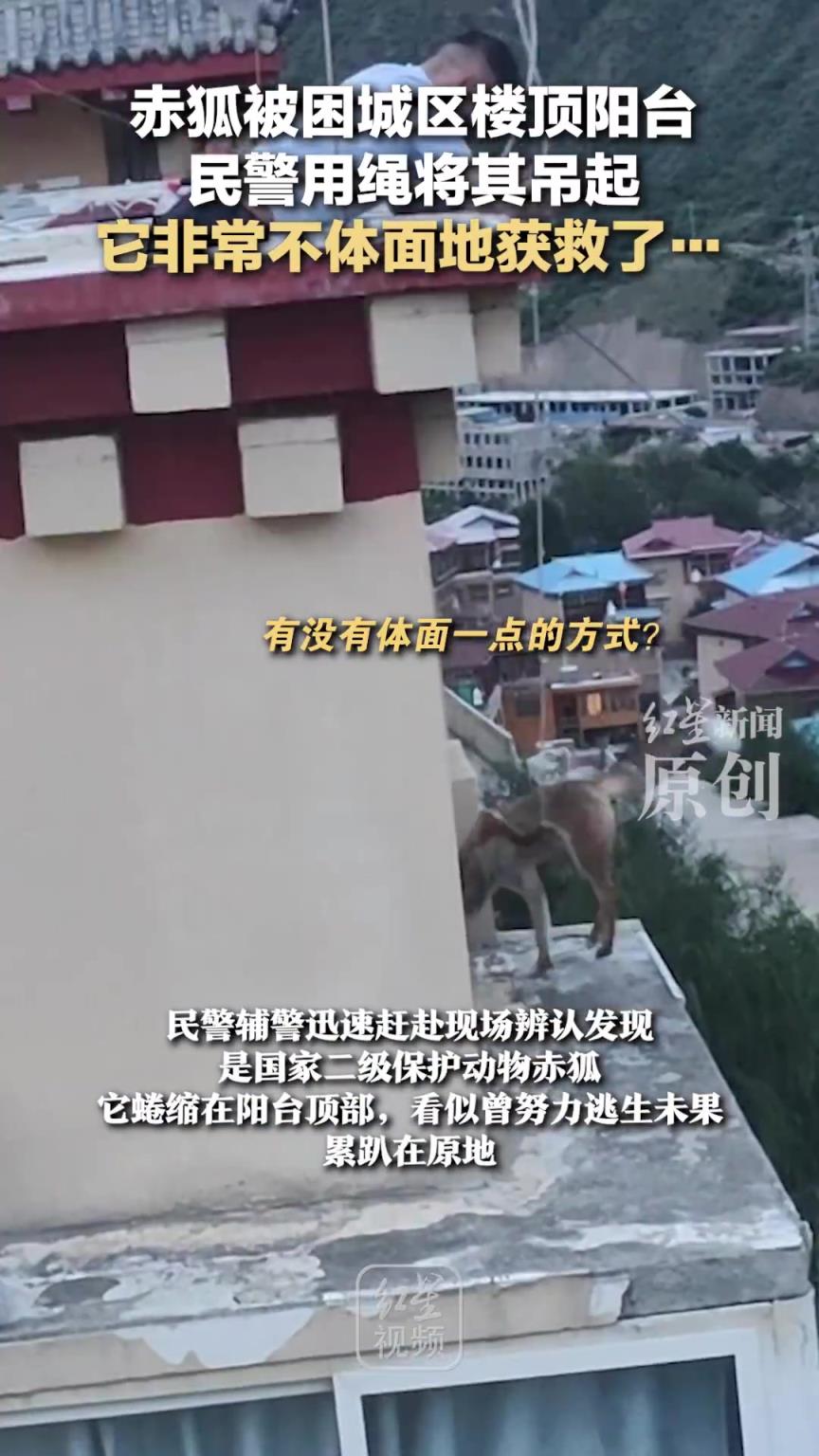 赤狐被困楼顶阳台不体面地获救