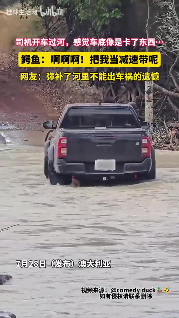司机开车过河,感觉车底像是卡了东西…鳄鱼:啊啊啊!
