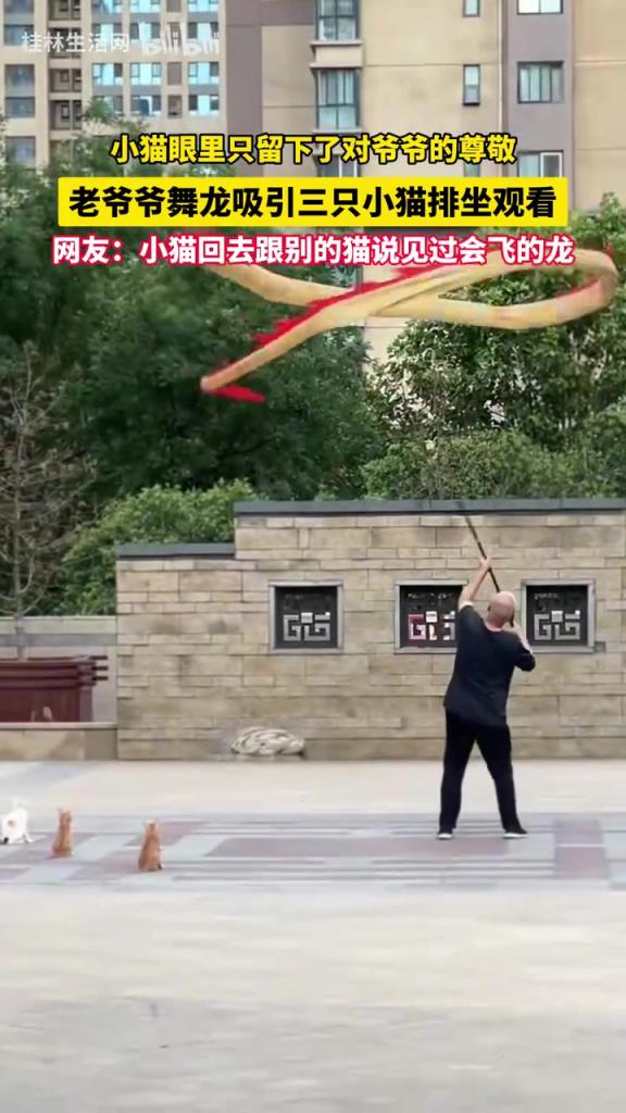 老爷爷舞龙吸引三只小猫排坐观看