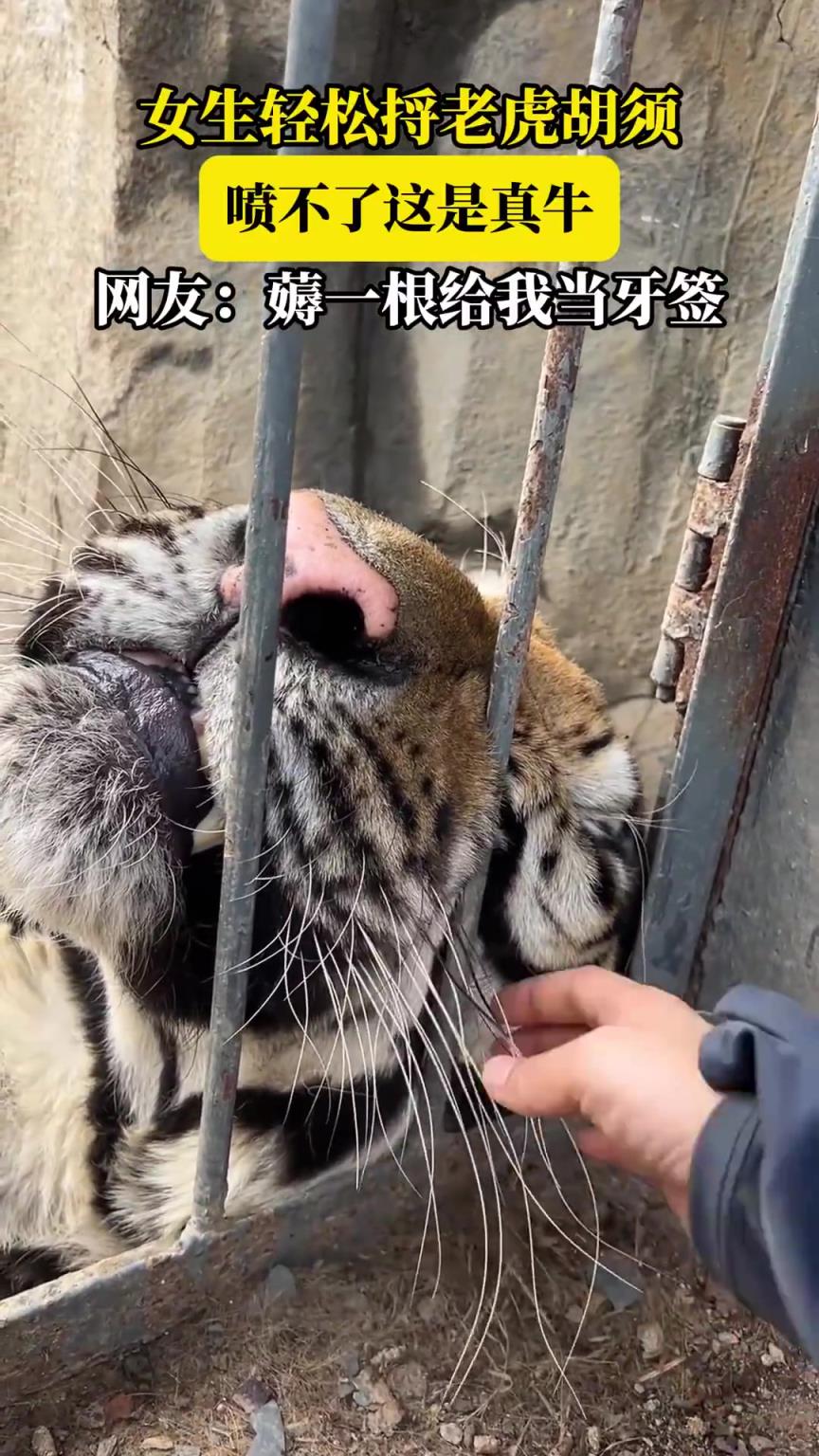 女生捋老虎胡须！