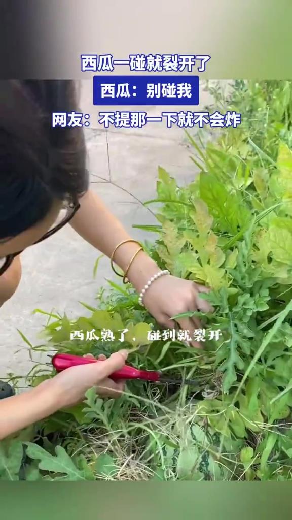 西瓜一碰就裂开了，西瓜：别碰我，网友：不提那一下就不会炸