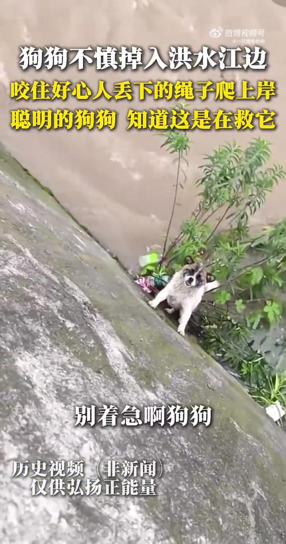 狗狗掉入江边，叼住好心人的绳子成功获救