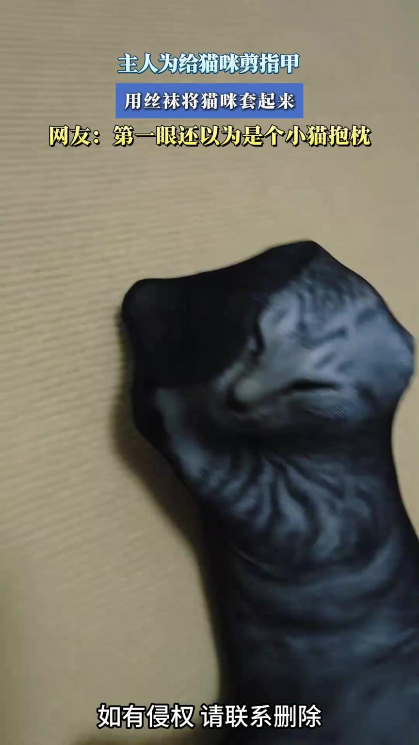 主人为给猫咪剪指甲，用丝袜将猫咪套起来