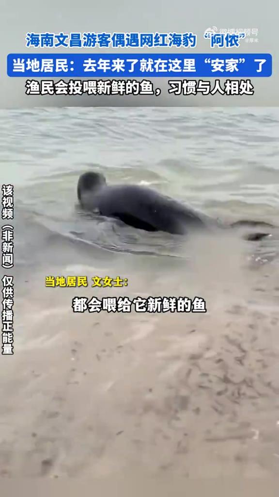 海南游客遇海豹“阿侬”,居民:来了就“安家”了,习惯与人相处？