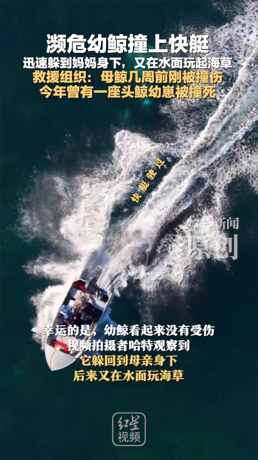 濒危幼鲸撞上快艇 迅速躲到妈妈身下 又在水面玩起海草