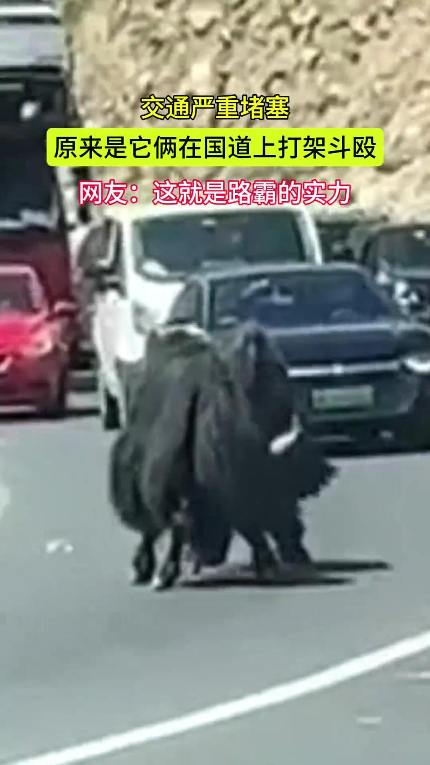 交通严重堵塞 原来是它俩在国道上打架斗殴