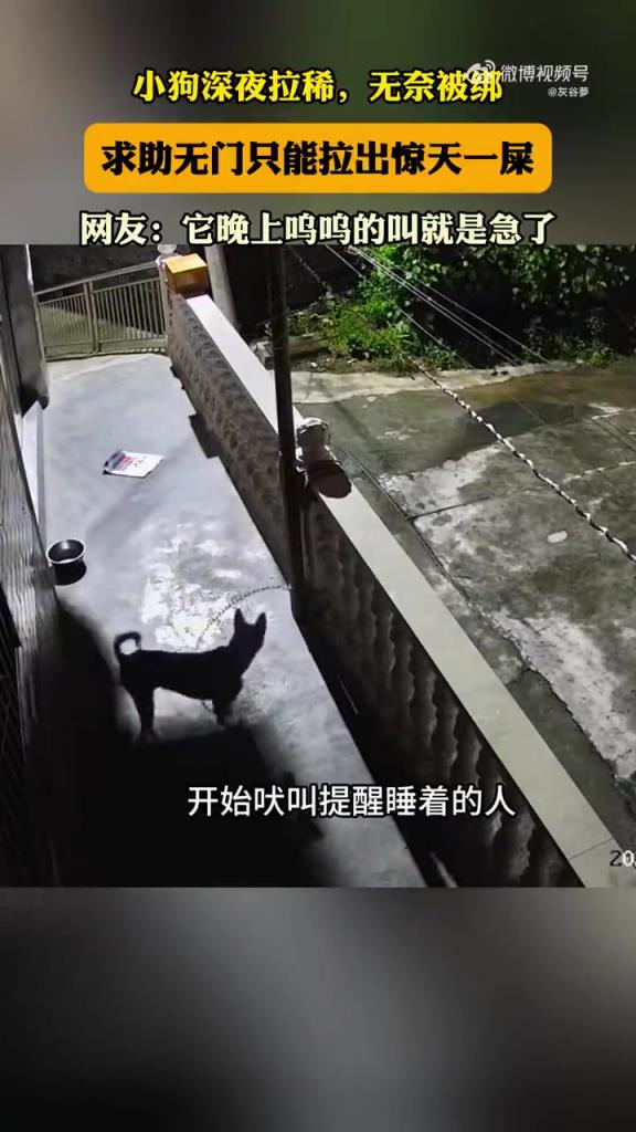 小狗深夜拉稀，无奈被绑，求助无门只能拉出惊天一屎