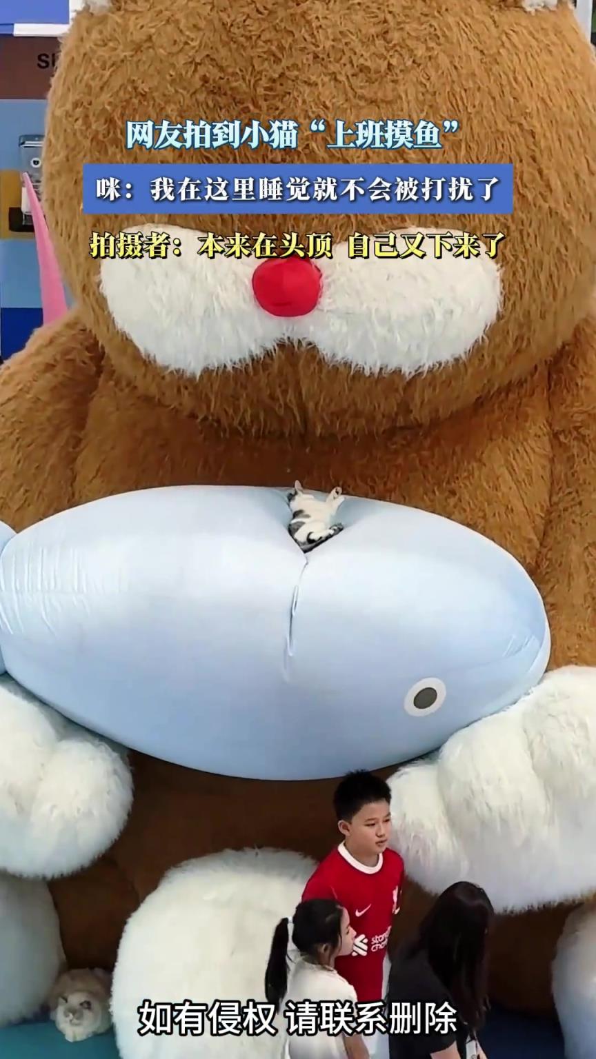 网友拍到小猫上班摸鱼，咪：我在这里睡觉就不会被打扰了