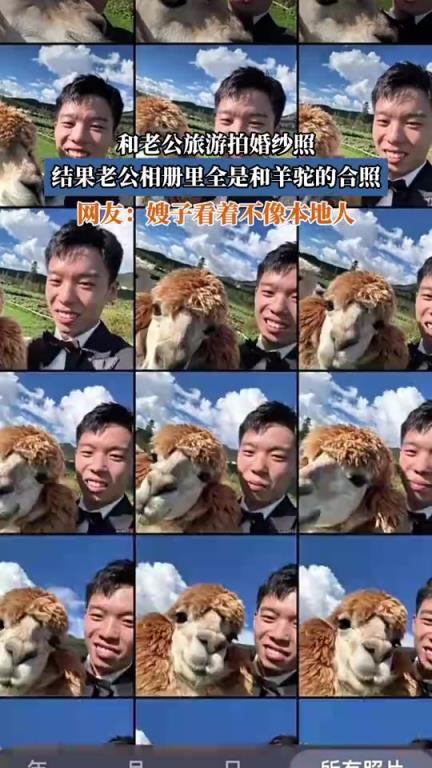 和老公旅游拍婚纱照，结果老公相册里全是和羊驼的合照