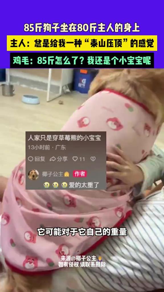 85斤狗子坐在80斤主人的身上