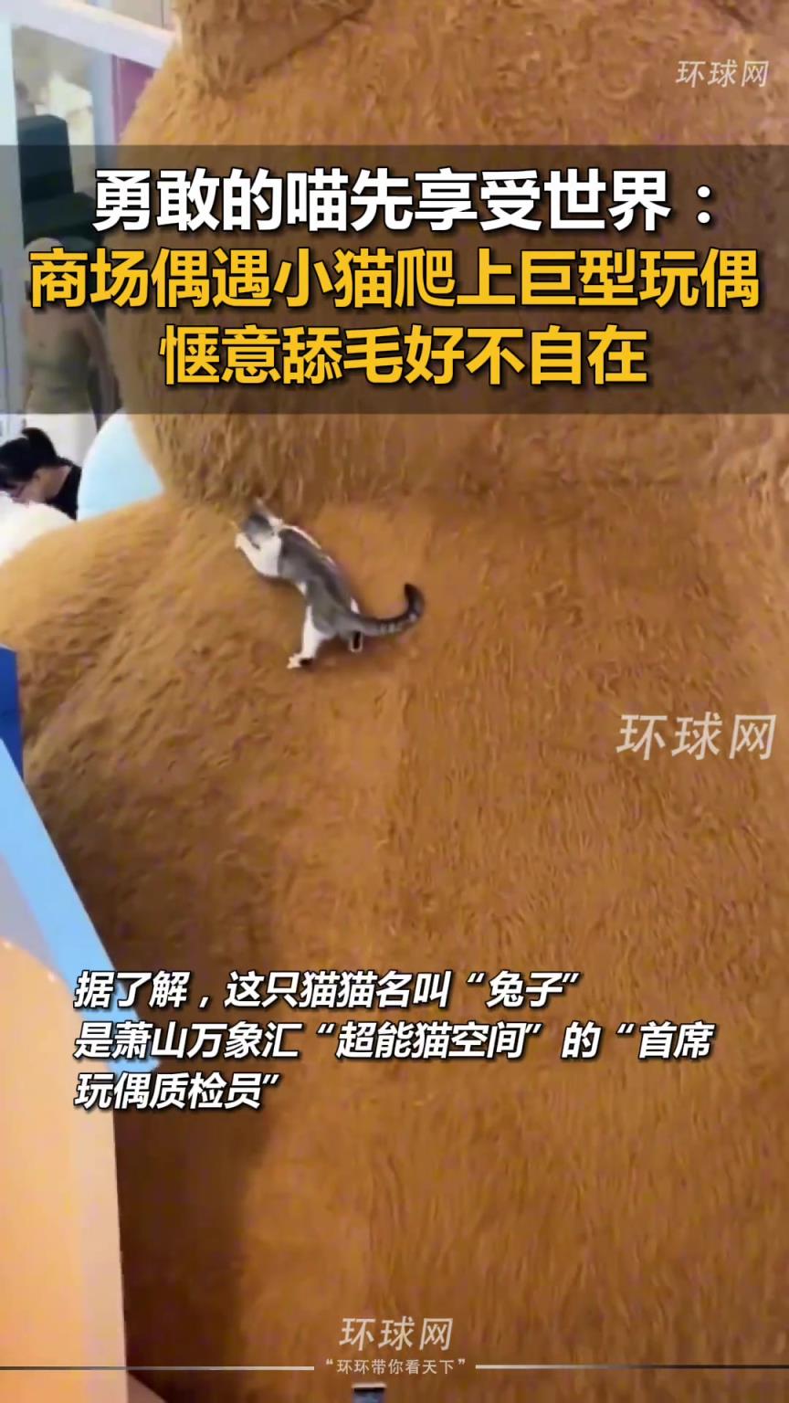 商场偶遇小猫爬上巨型玩偶，惬意舔毛好不自在