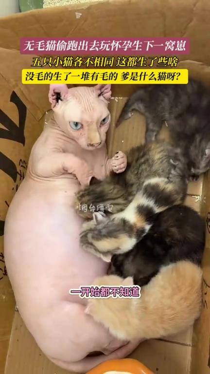 这无毛猫都生了些啥呀？好奇它到底经历了什么？