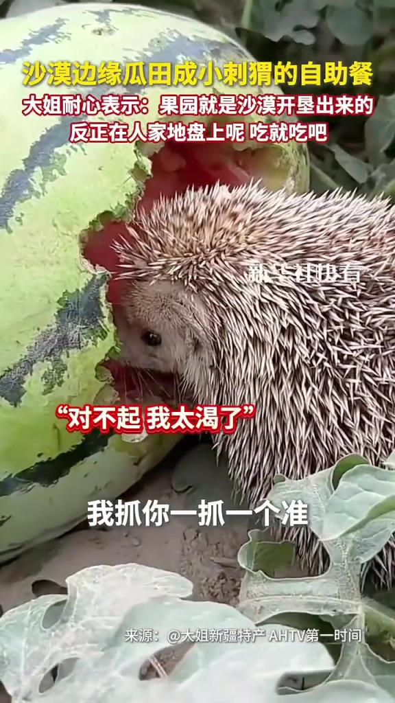 沙漠边缘瓜田成小刺猬的自助餐厅虽每年都有损失