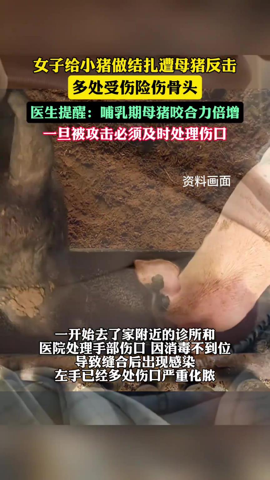 女子阉割小猪遭母猪反击险伤骨头