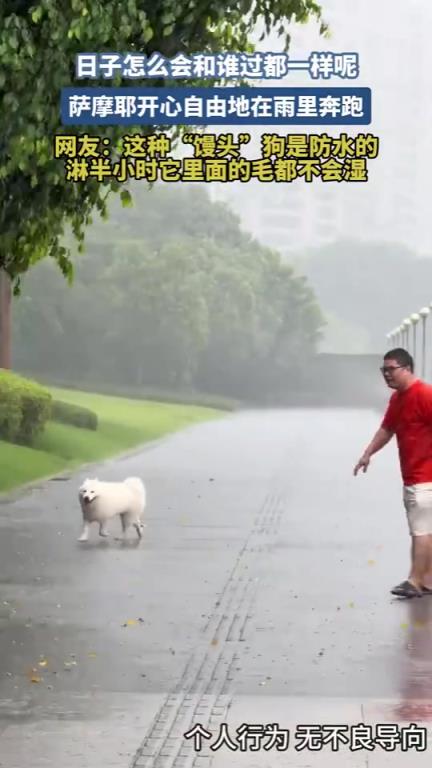 日子怎么会和谁过都一样呢，萨摩耶开心自由地在雨里奔跑