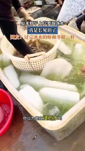 原来虾子上岸要泡冰水，真是长见识了，