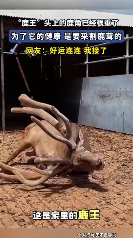 “鹿王”头上的鹿角已经很重了