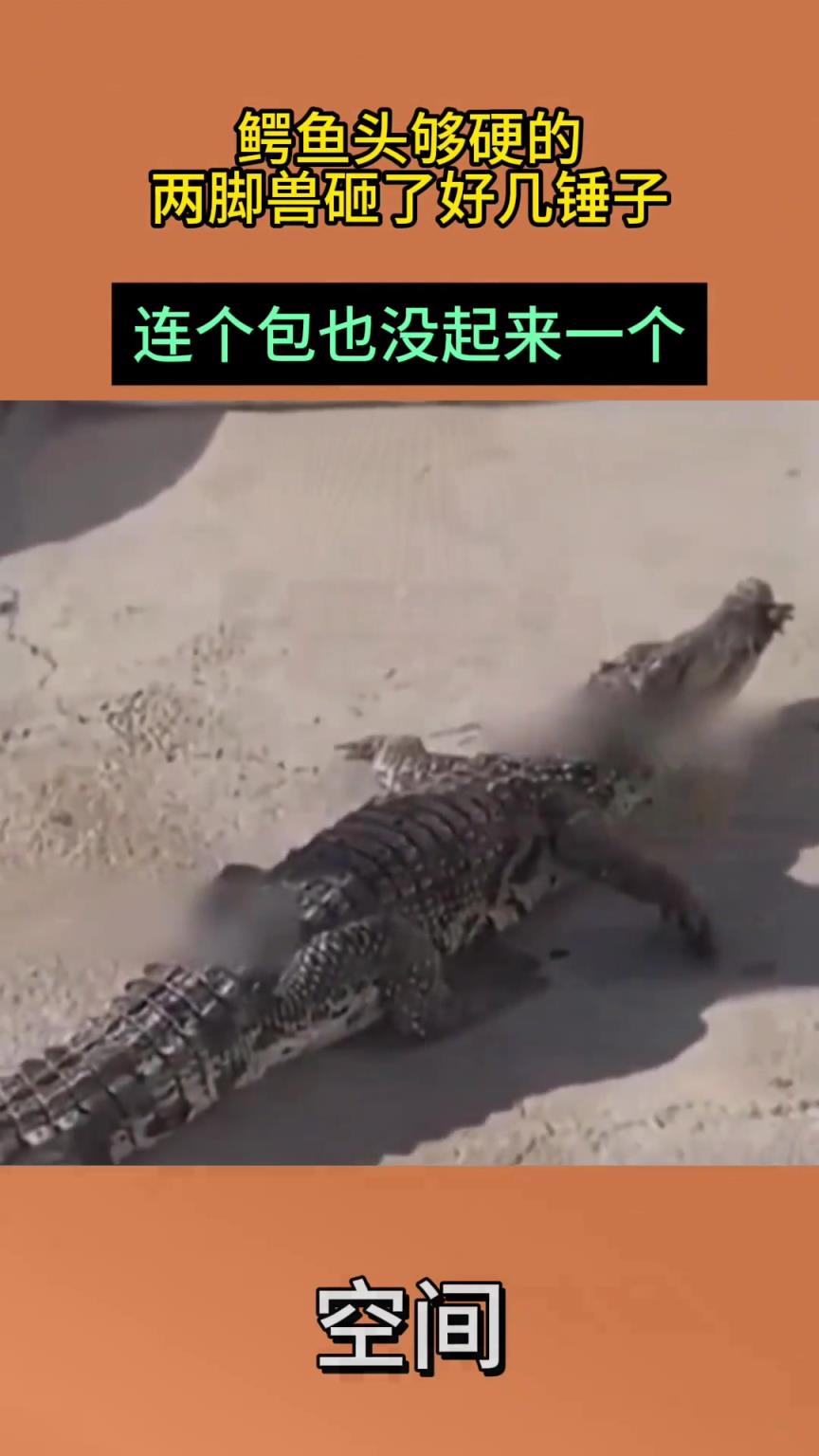 鳄鱼头够硬的两脚兽，砸了好几锤子，连个包也没起来一个!
