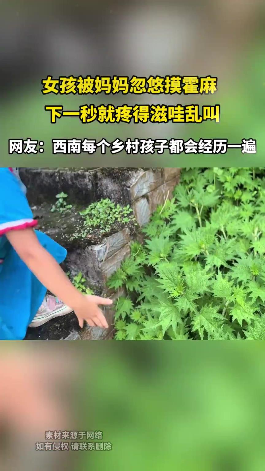 女孩被妈妈忽悠摸霍麻，下一秒就疼得滋哇乱叫