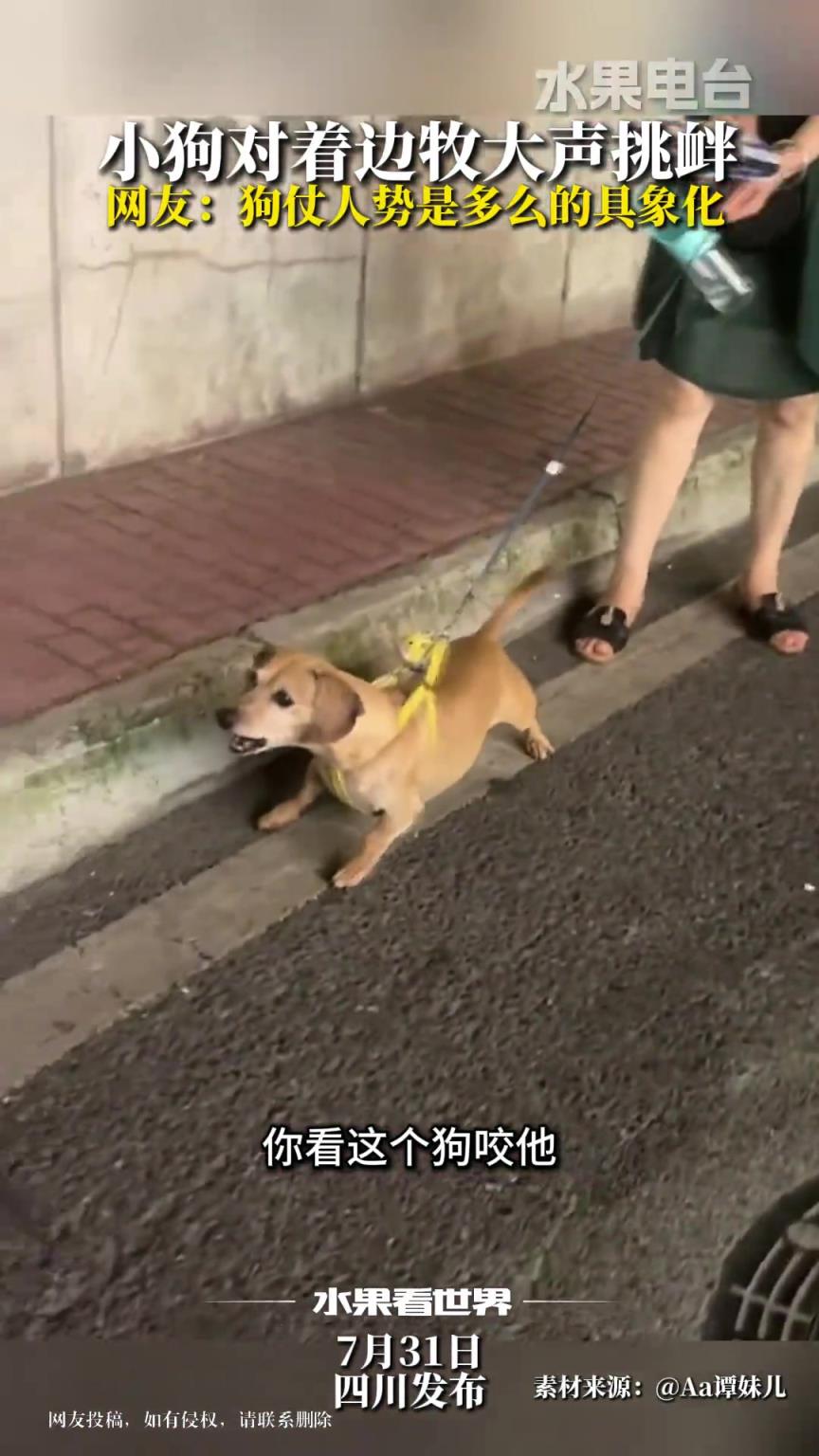 小狗对着边牧大声挑衅