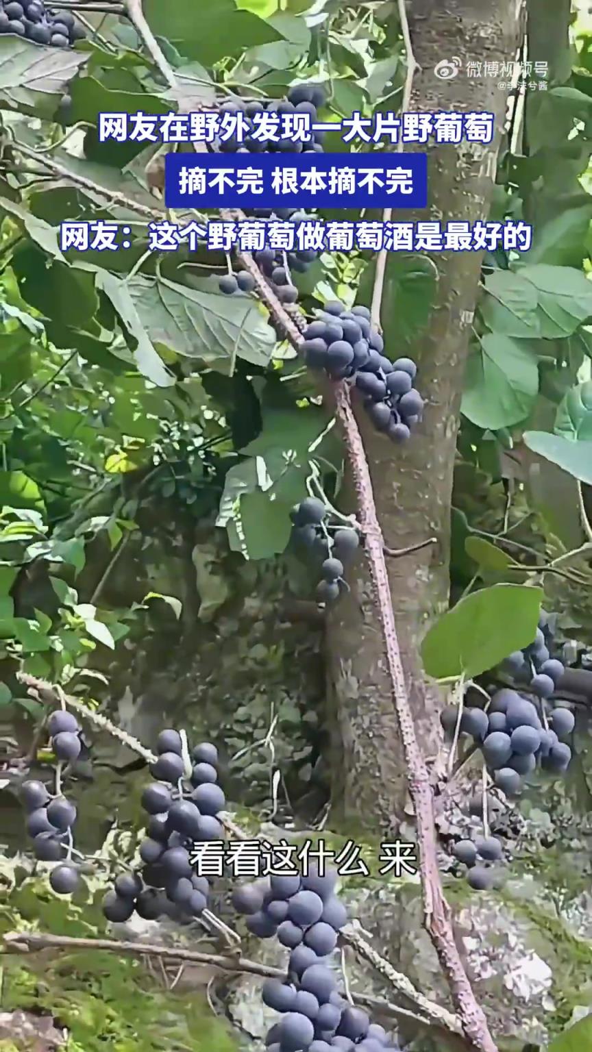 网友在野外发现一大片野葡萄，摘不完，根本摘不完