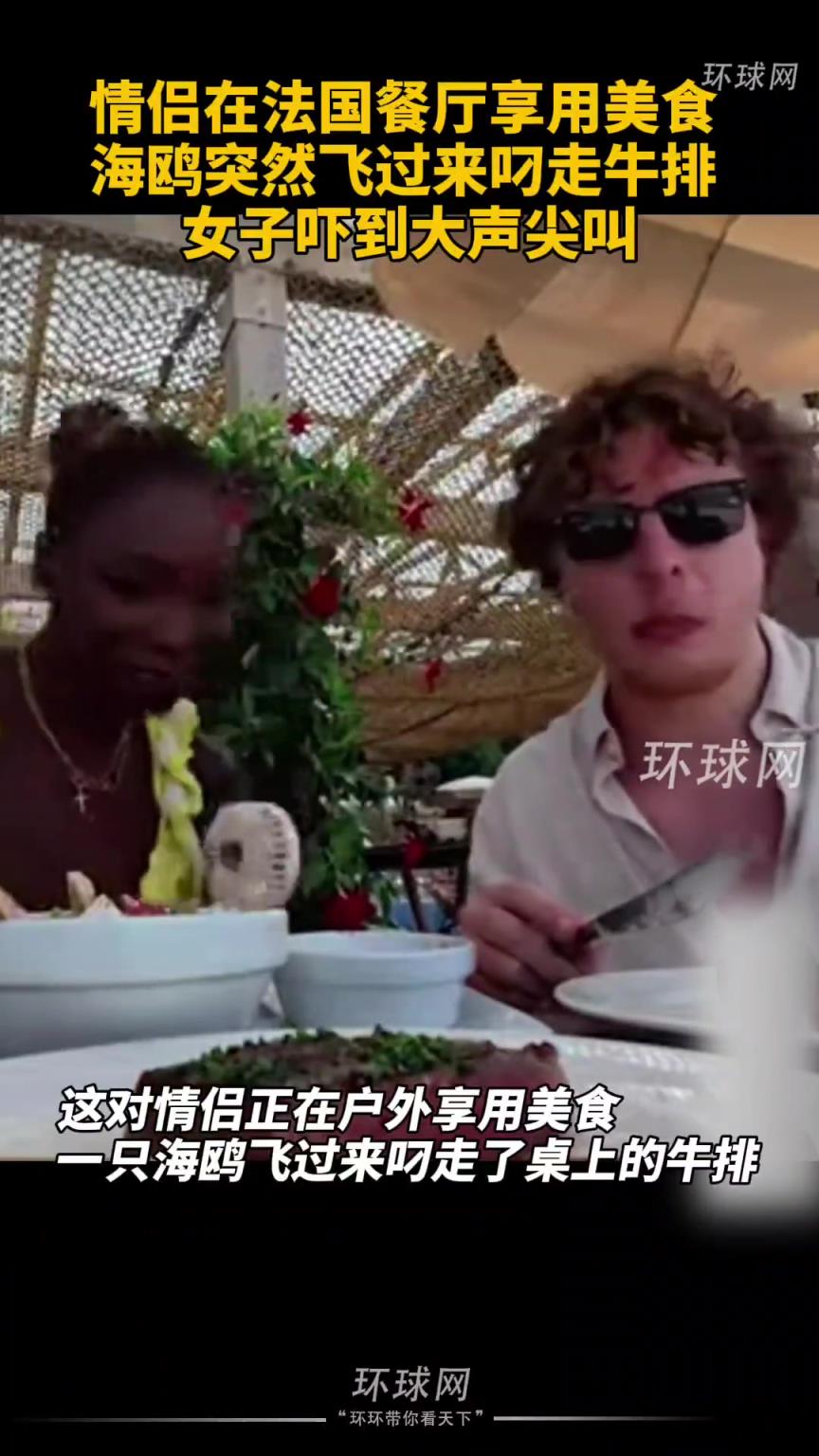 情侣在法国餐厅享用美食,海鸥突然飞过来叼走牛排,女子吓到大声