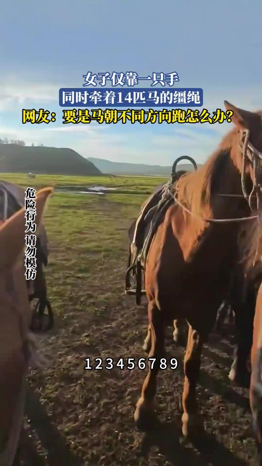 女子仅靠一只手，同时牵着14匹马的缰绳
