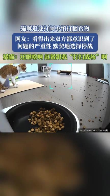 猫咪追逐打闹不慎打翻食物，橘猫：赶紧跟我“打扫战场”啊