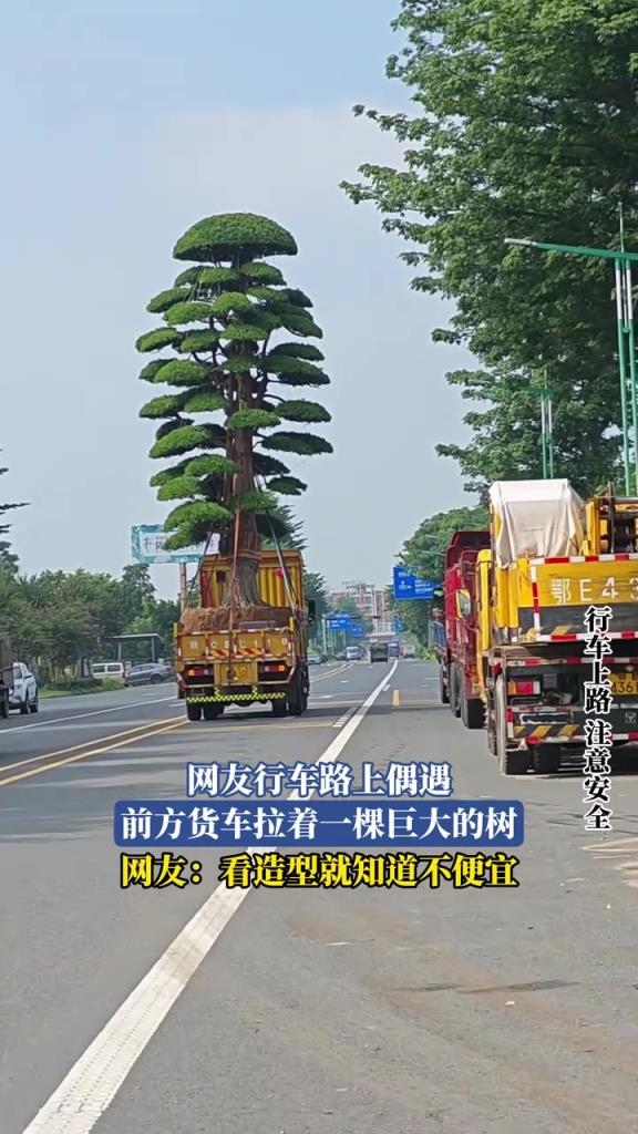 网友行车路上偶遇，前方货车拉着一棵巨大的树