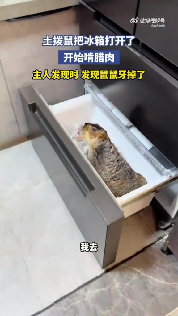 土拨鼠把冰箱打开了，开始啃腊肉，主人发现时 发现鼠鼠牙掉了