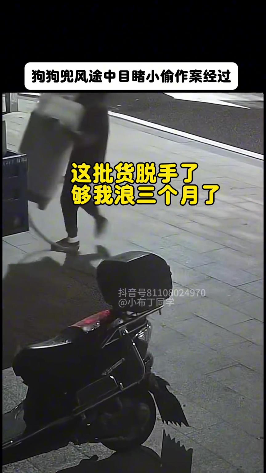 狗狗在兜风途中目睹小偷作案过程