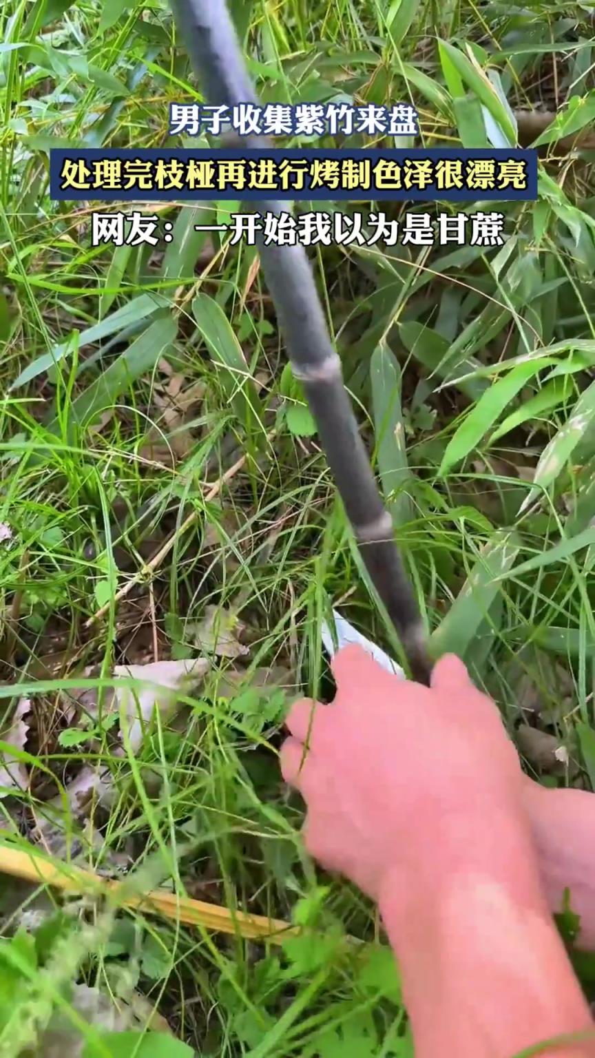 子收集紫竹来盘,处理完枝桠再进行烤制色泽很漂亮!!