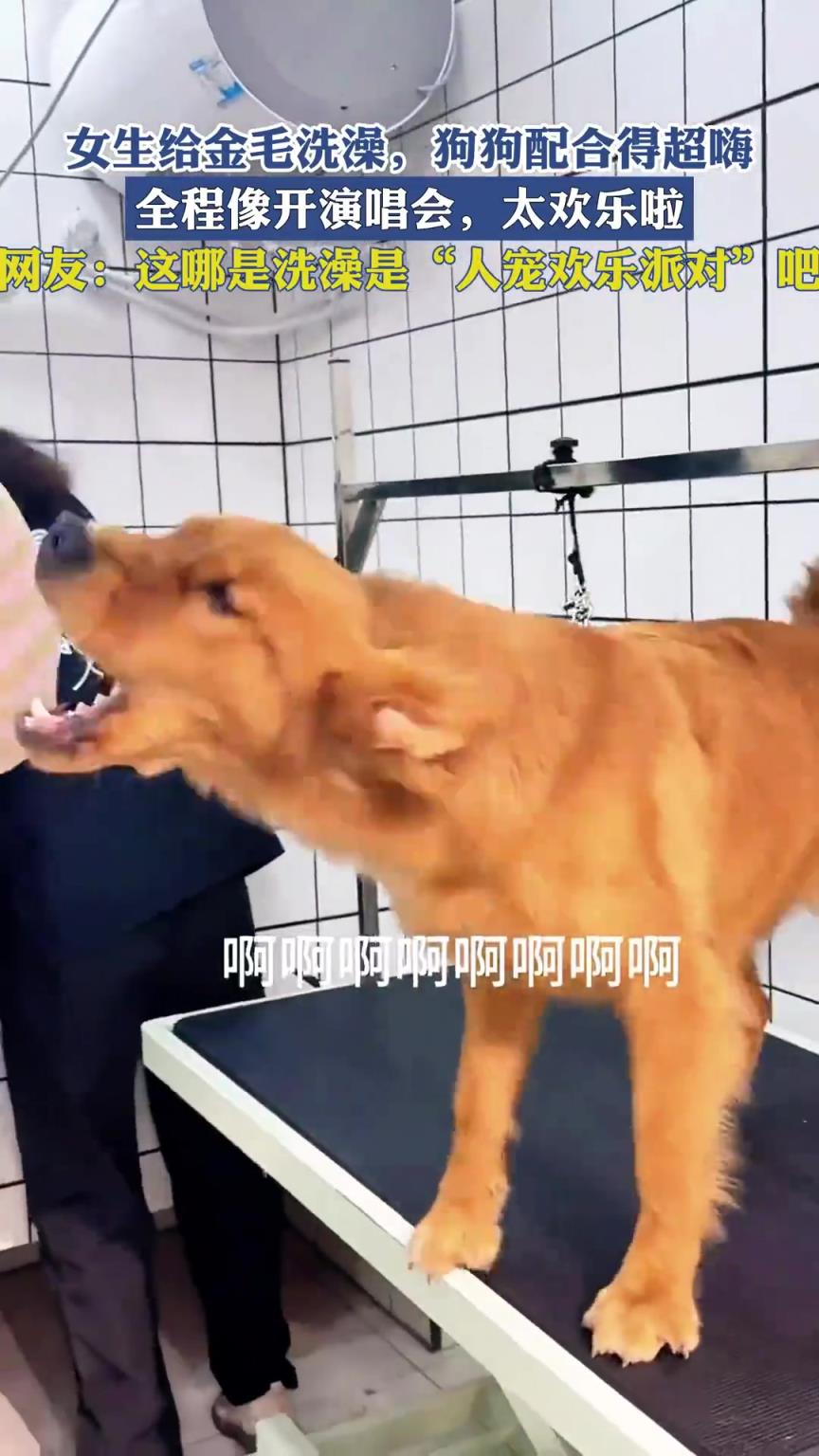 女生给金毛洗澡，狗狗配合得超嗨，全程像开演唱会，太欢乐啦！