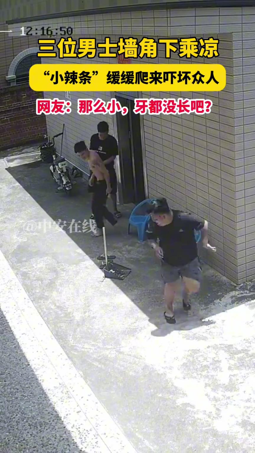 三位男士墙角下乘凉，“小辣条”缓缓爬来吓坏众人