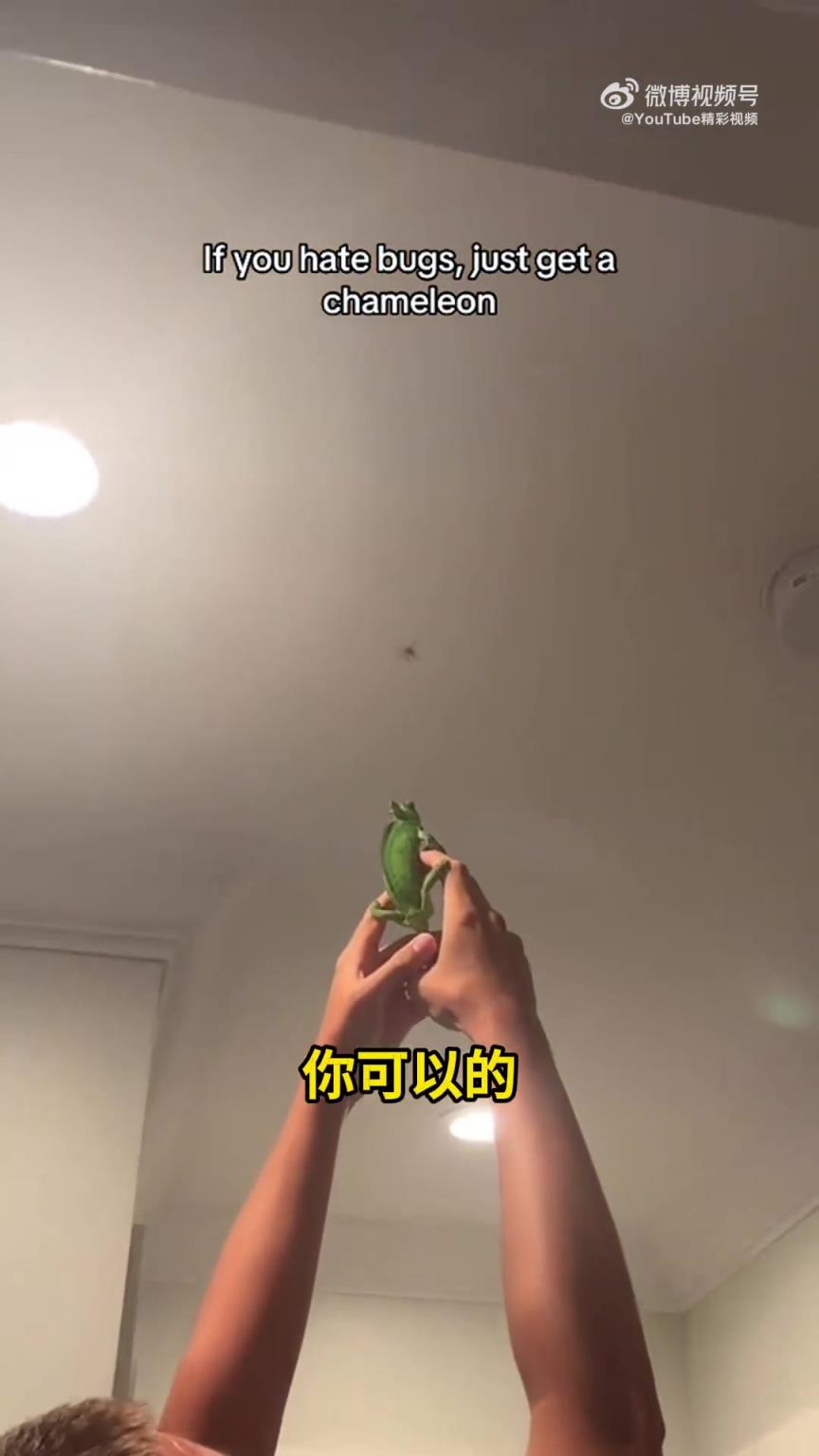 当你养了只变色龙，家里的虫子都变少了