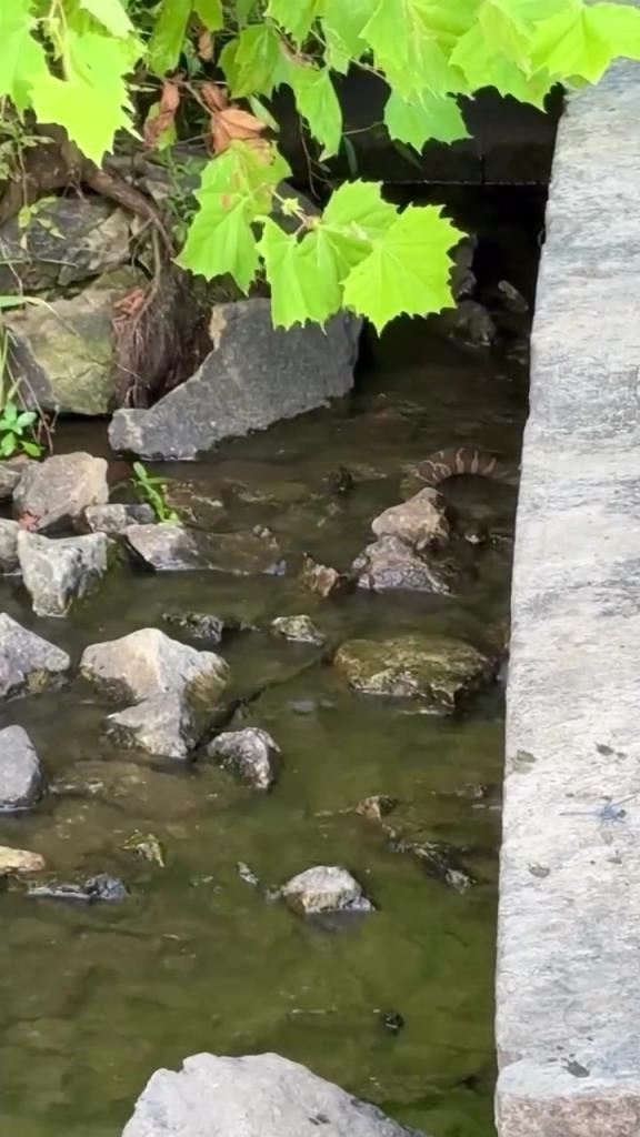 蛇在桥下抓鱼吃，还把鱼吞了下去