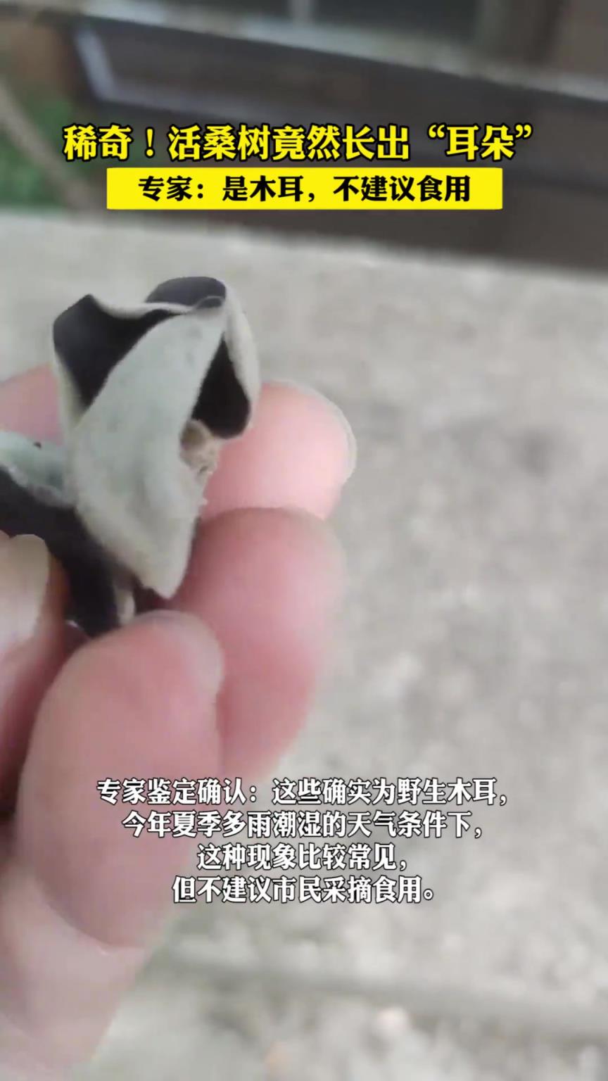 稀奇！活桑树竟然长出“耳朵” 专家：是木耳